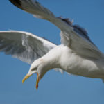 Attacking-Seagull