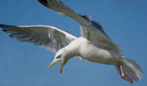 Attacking Seagull, Advance Air & Heat Company Website