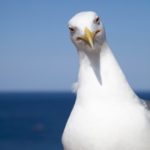 Seagull-w-attitude