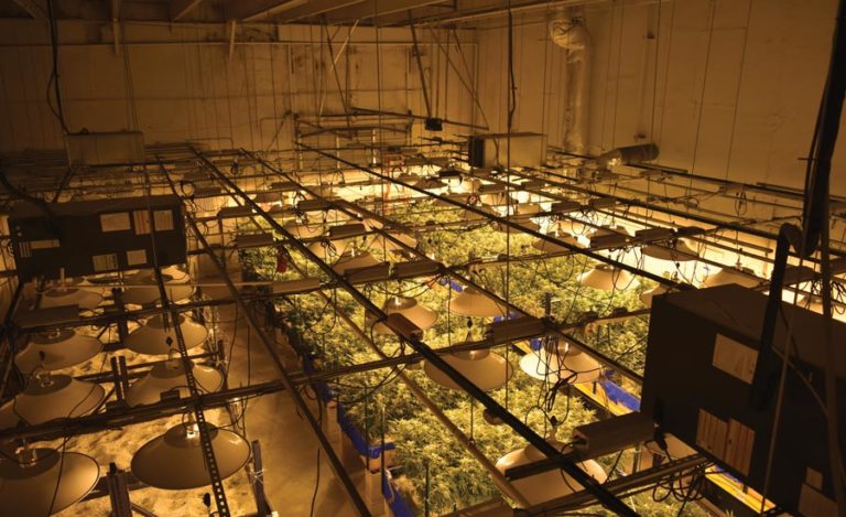 Read more about the article Cannabis Industry Needs HVACR Contractor Partners